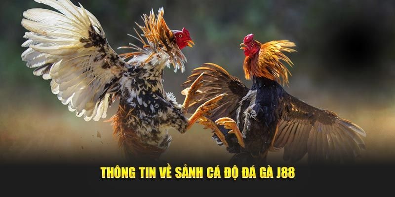 Đôi nét về sảnh đá gà tại J88